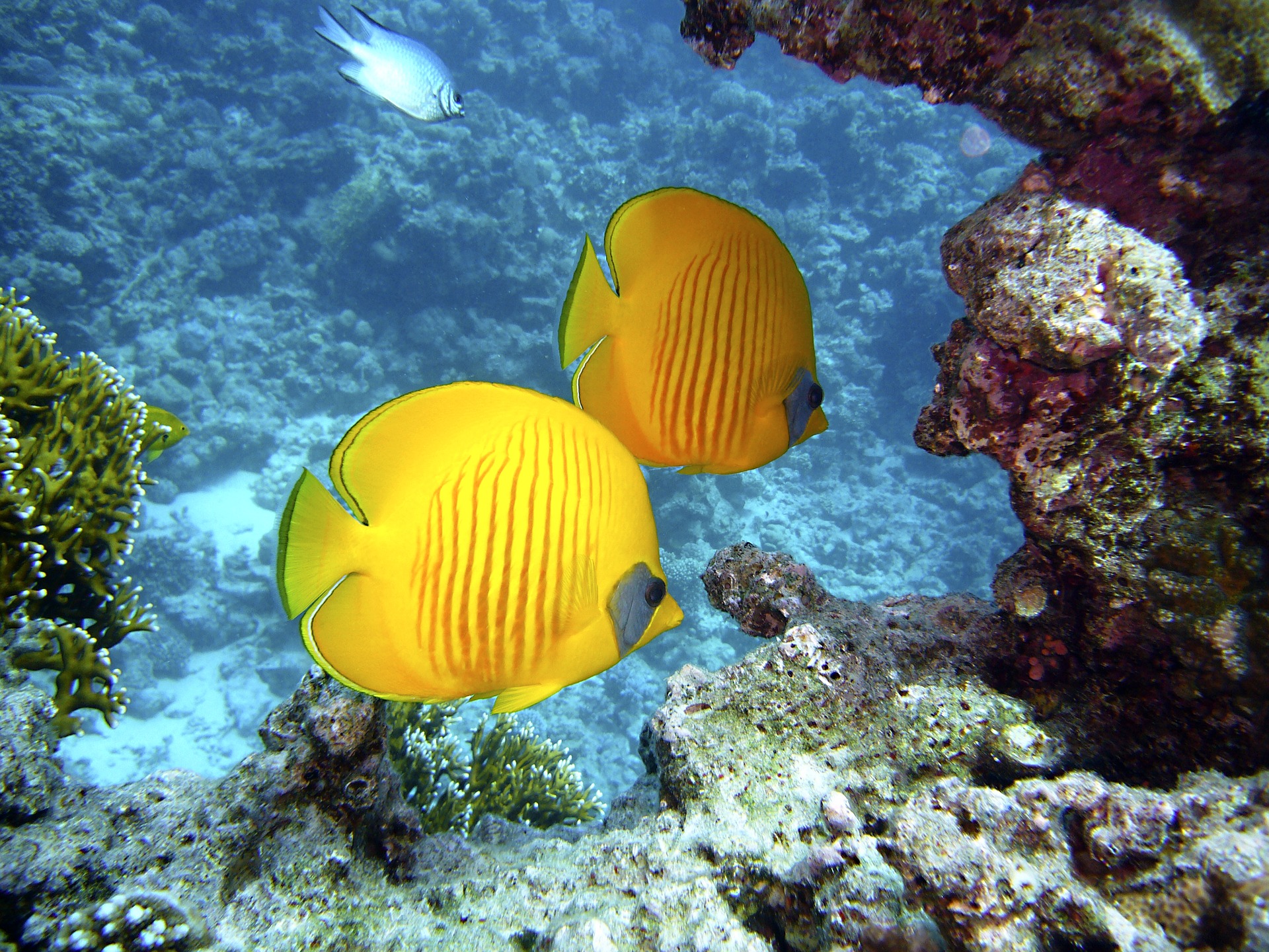 Fonds marins de Martinique